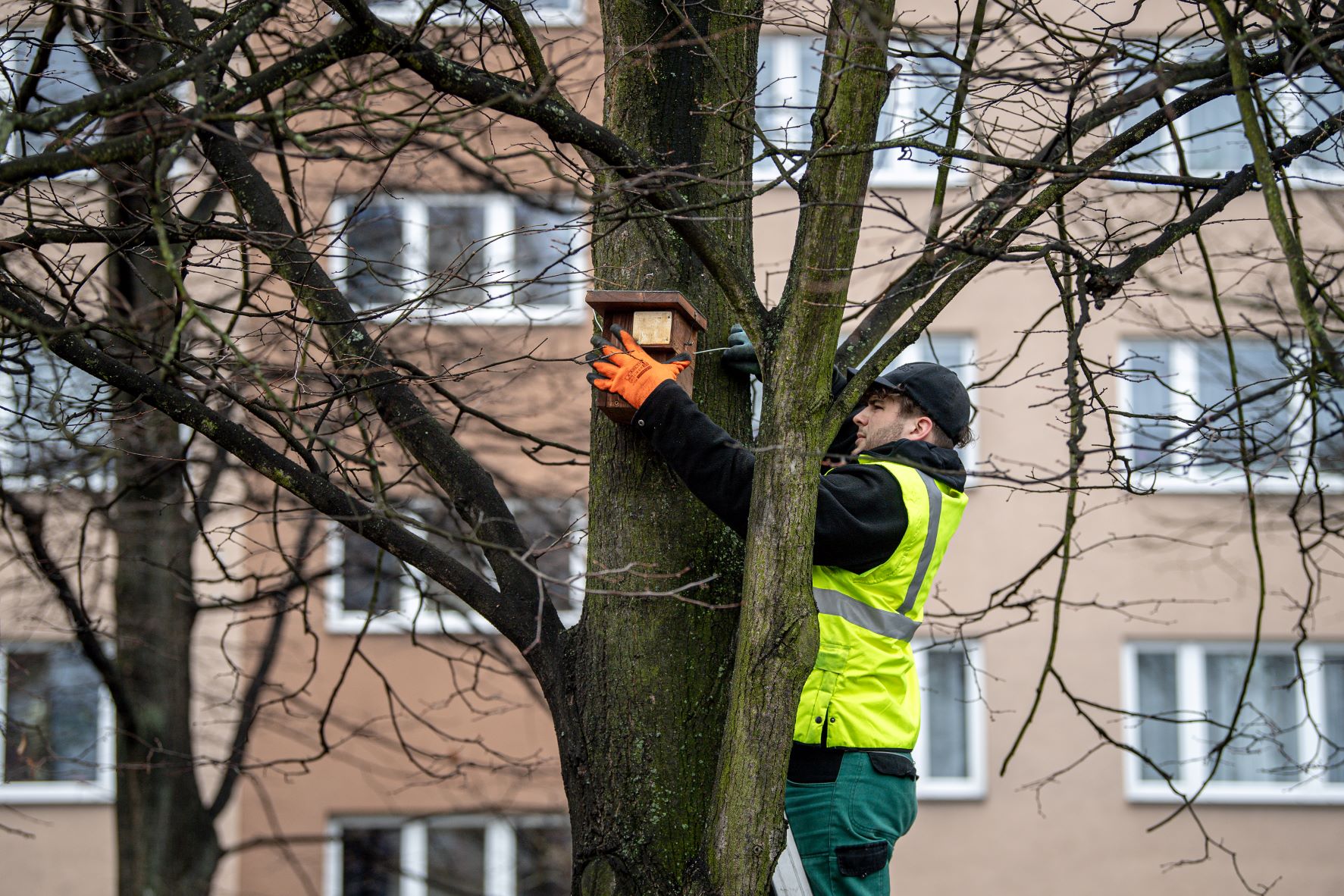 Instalace jedné z ptačích budek. Foto: Lukáš Kaboň